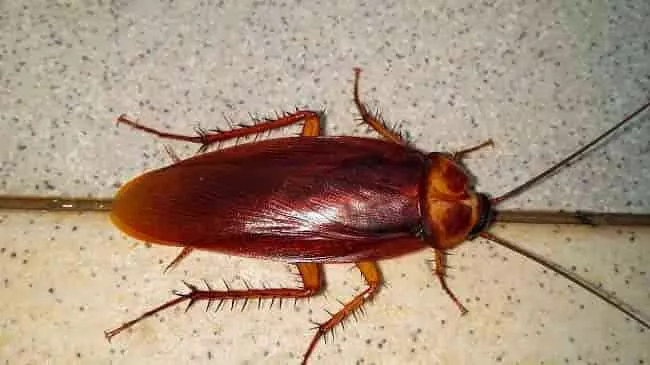 Skydda ditt hem från kackerlackor – Så håller du dem borta